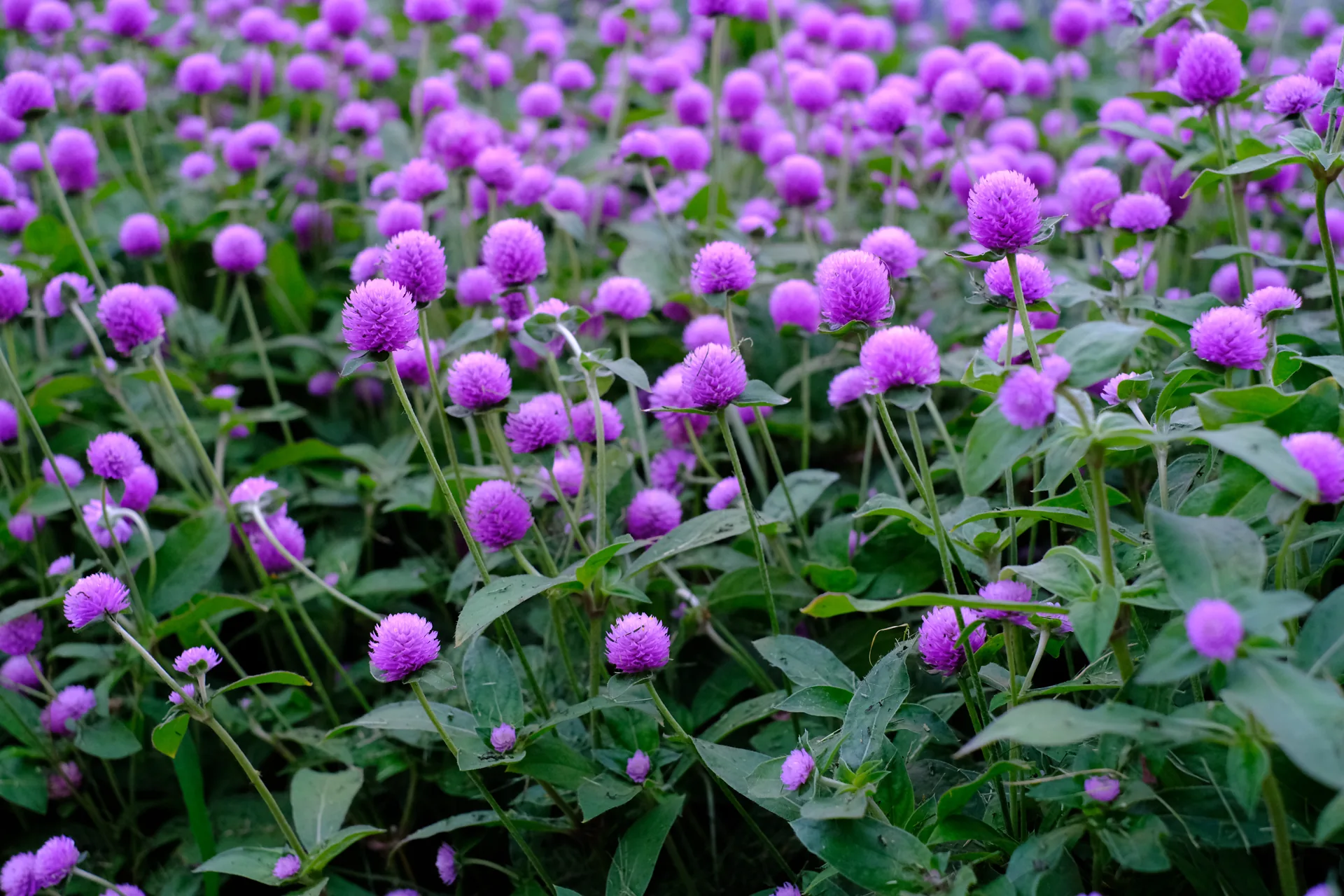DSCF1061-1920.webp