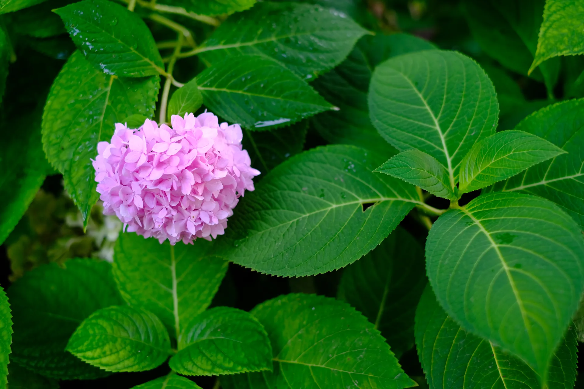 DSCF1079-1920.webp
