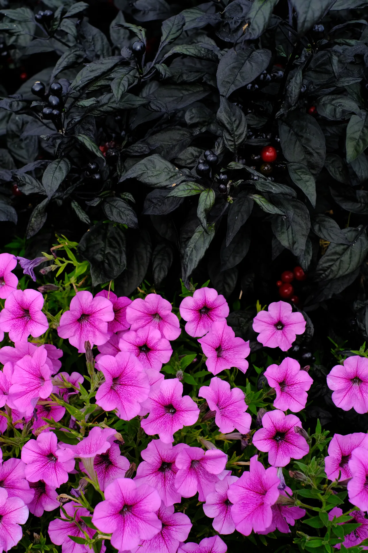 DSCF1151-1920.webp