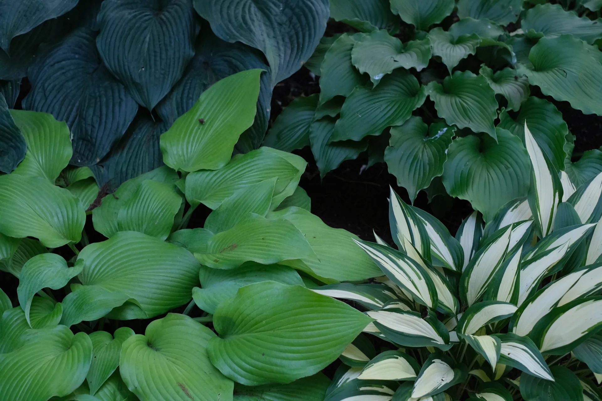 DSCF9774-1920.webp